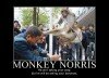 Monkey Norris - Funny Picture