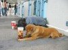 Uncommon Ways of Begging - 2 - Funny Picture